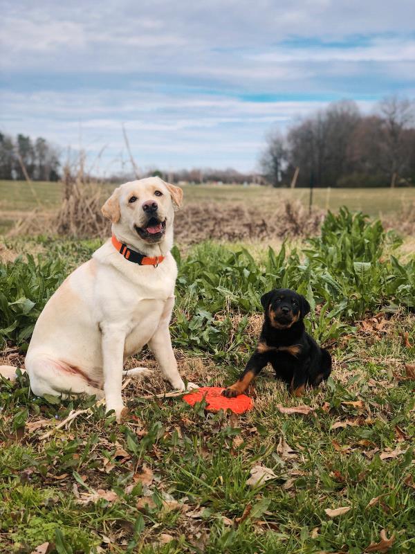 /Images/uploads/MidAmerica Rottweiler Rescue/adoptarottphotocontest/entries/10350thumb.jpg